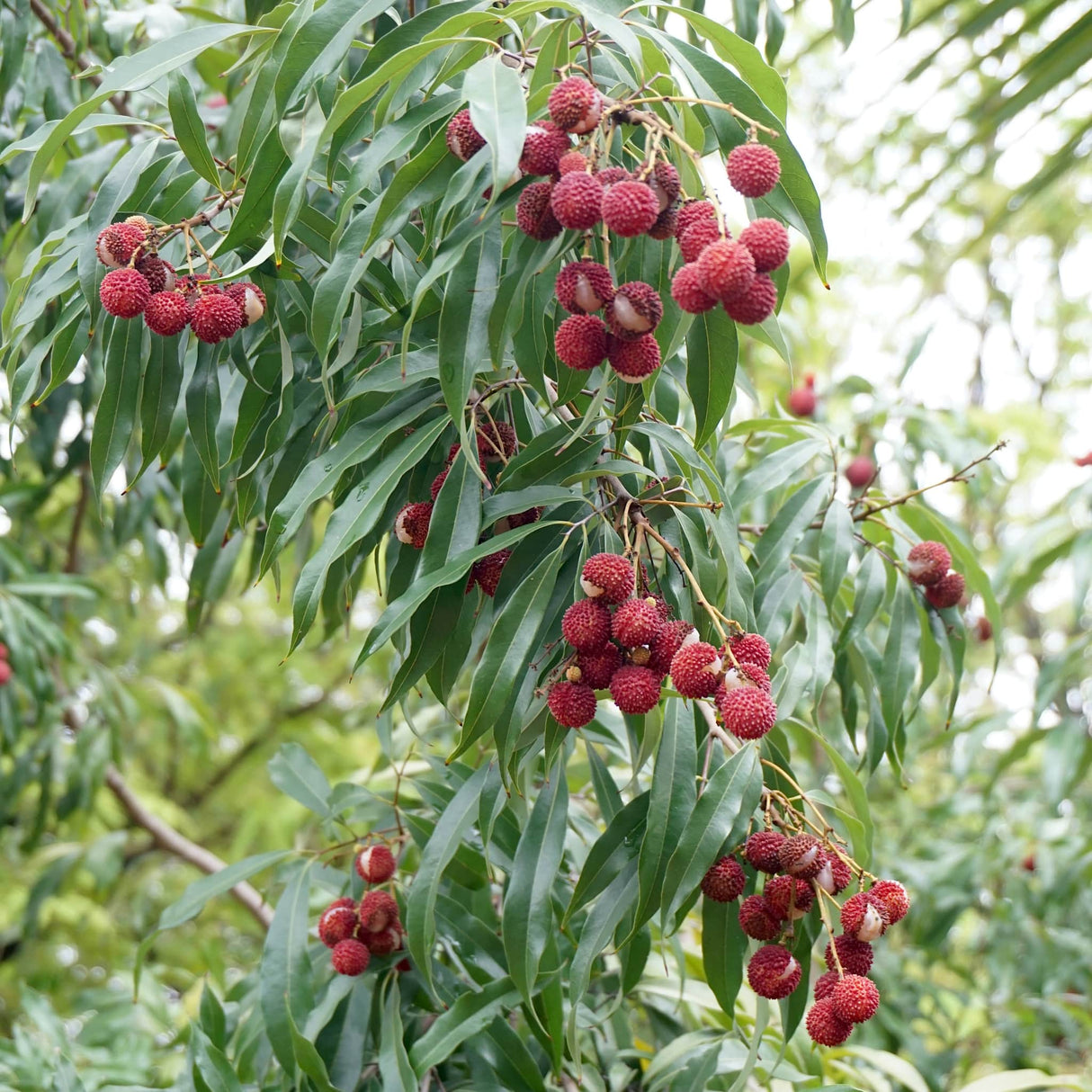 Close-up of lychees hanging in clusters on leafy branches of a Brewster Lychee tree.