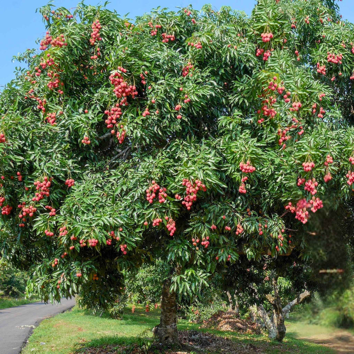 Full Brewster Lychee tree with dense green foliage and abundant red lychee clusters.