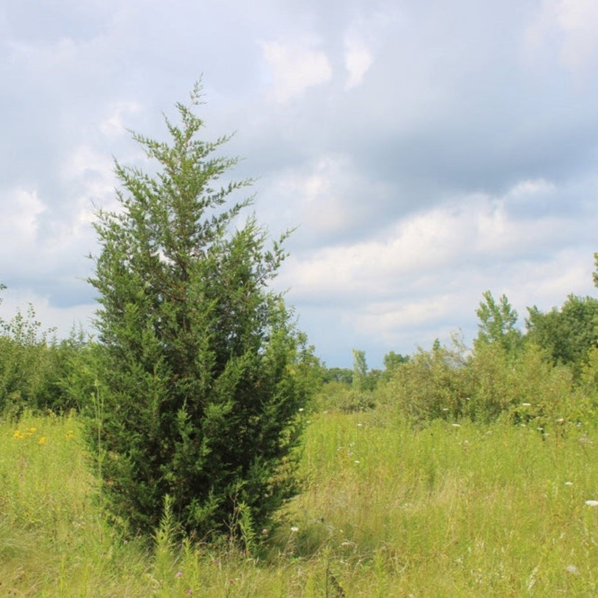 Brodie eastern red cedar tree growing in a grassy field.