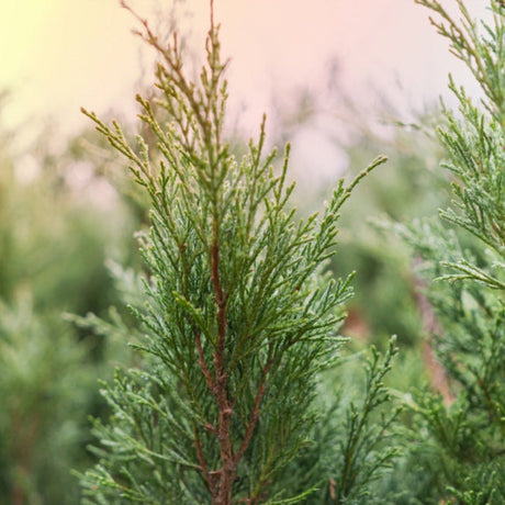 Foliage of the Brodie eastern red cedar tree.
