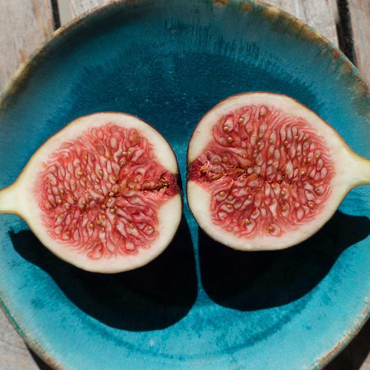 Brown Turkey Fig fruit cut open on a blue glazed plate.