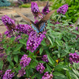 A butterfly perched on a cluster of purple flowers, surrounded by green foliage.