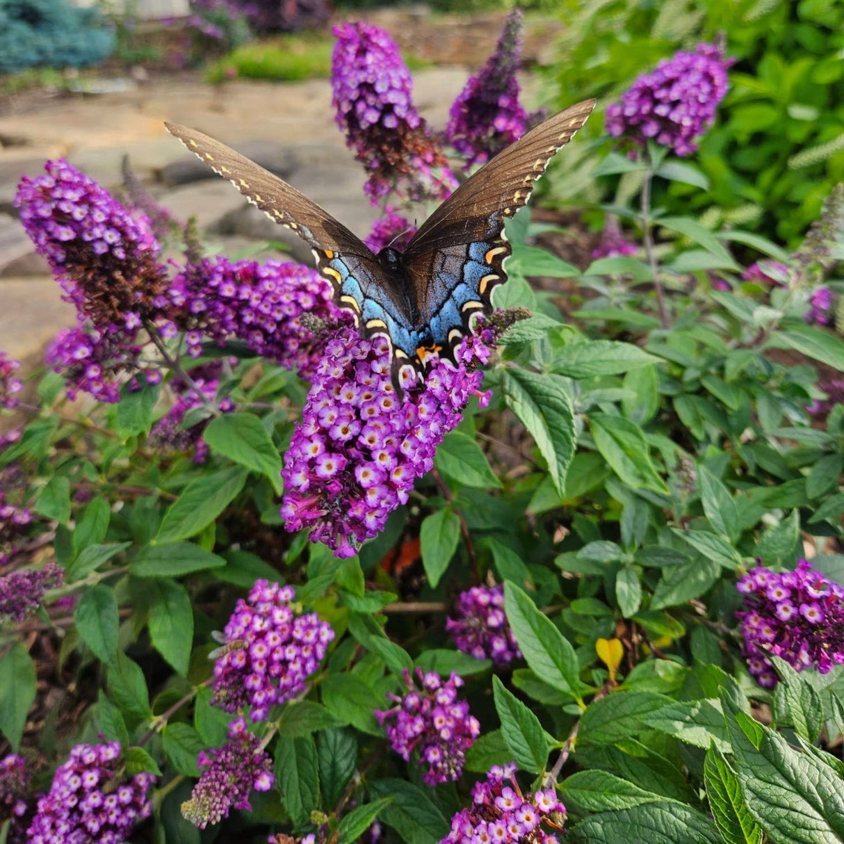 A butterfly perched on a cluster of purple flowers, surrounded by green foliage.