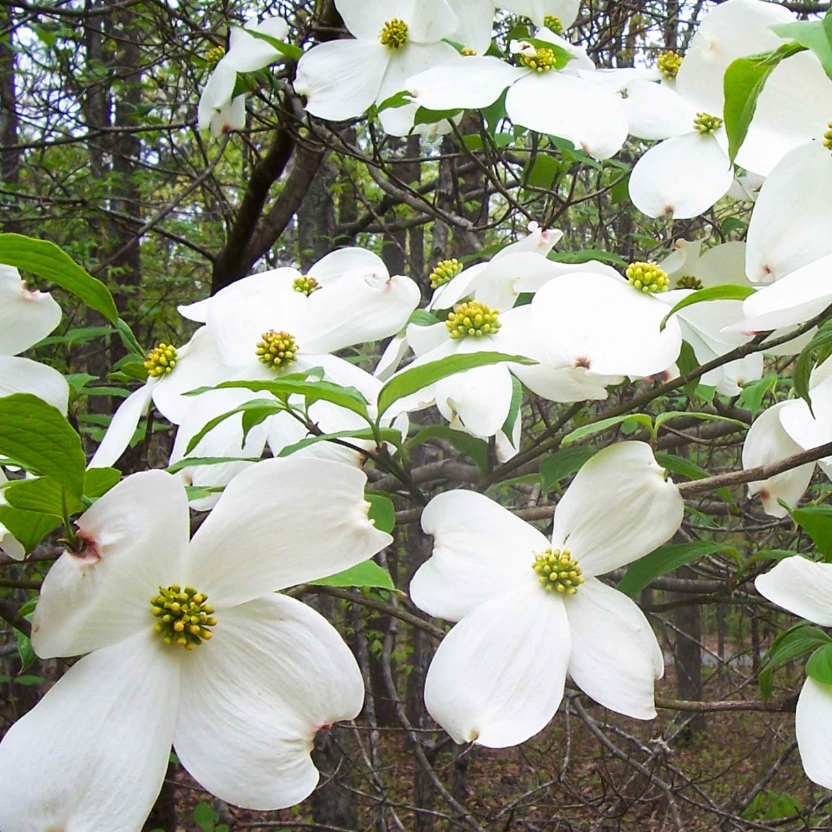 White Cherokee Princess dogwood blossoms with green centers on branches against a forest background.