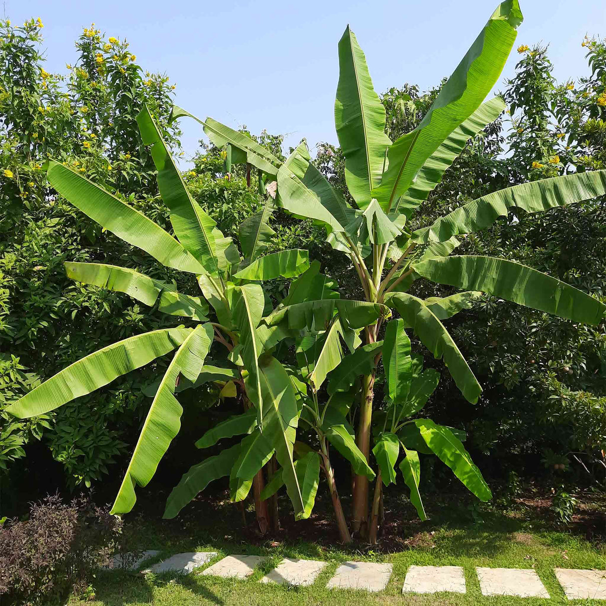 Cluster of cold-hardy banana plants with large green leaves in a sunny garden setting.