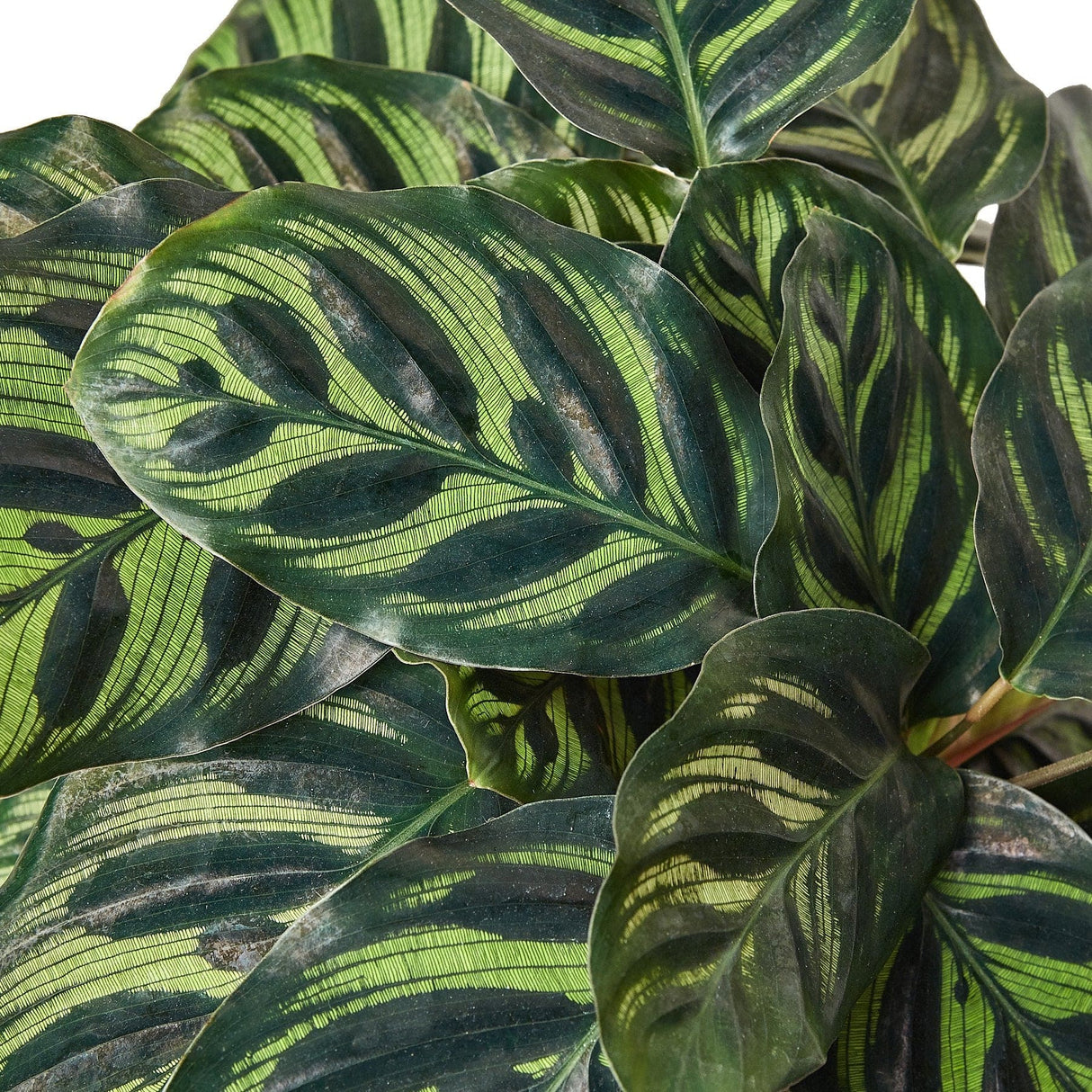Close-up of Calathea 'Makoyana' Foliage showing its green leaves with dark feather-like patterns.