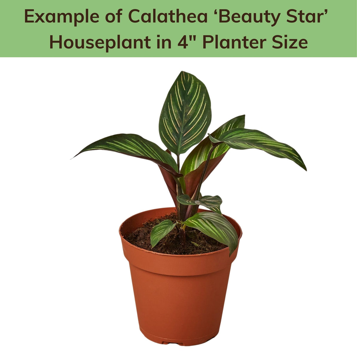 Calathea 'Beauty Star' in 4-inch pot – Compact potted plant with arching variegated leaves.
