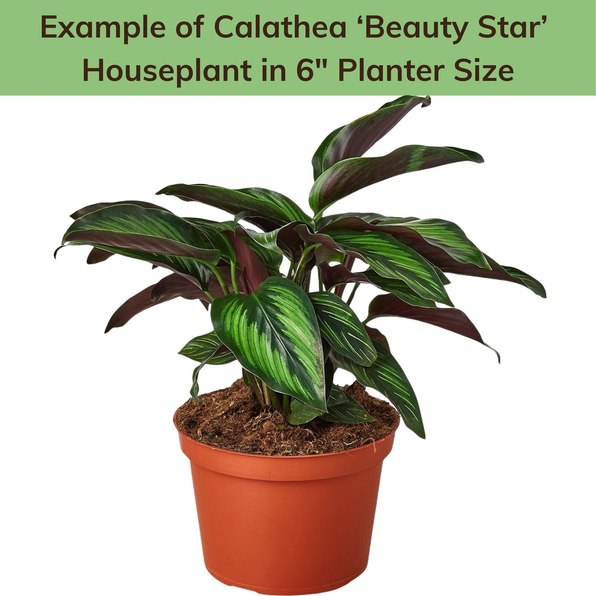 Calathea 'Beauty Star' in 6-inch pot – Potted houseplant with spreading, striped green leaves.