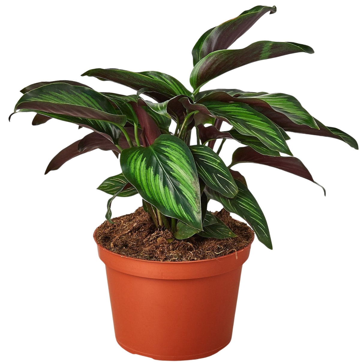 Calathea 'Beauty Star' in nursery pot – Small potted plant with striped foliage and reddish undersides.