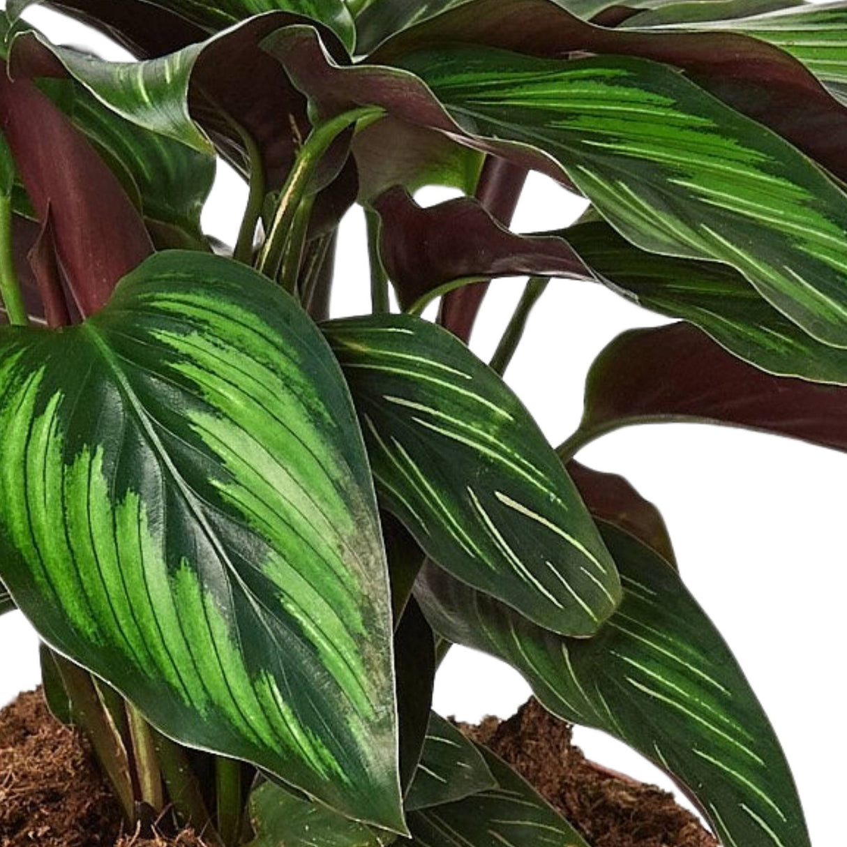 Side view of Calathea 'Beauty Star' plant – Lush foliage with deep green and purple undersides.