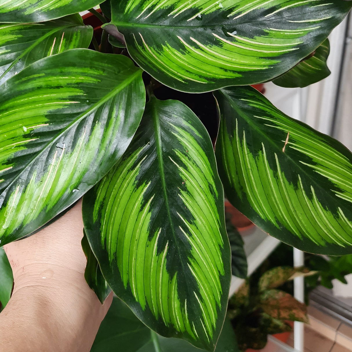 Close-up of Calathea 'Beauty Star' leaves – Green leaves with variegated light green and white stripes.