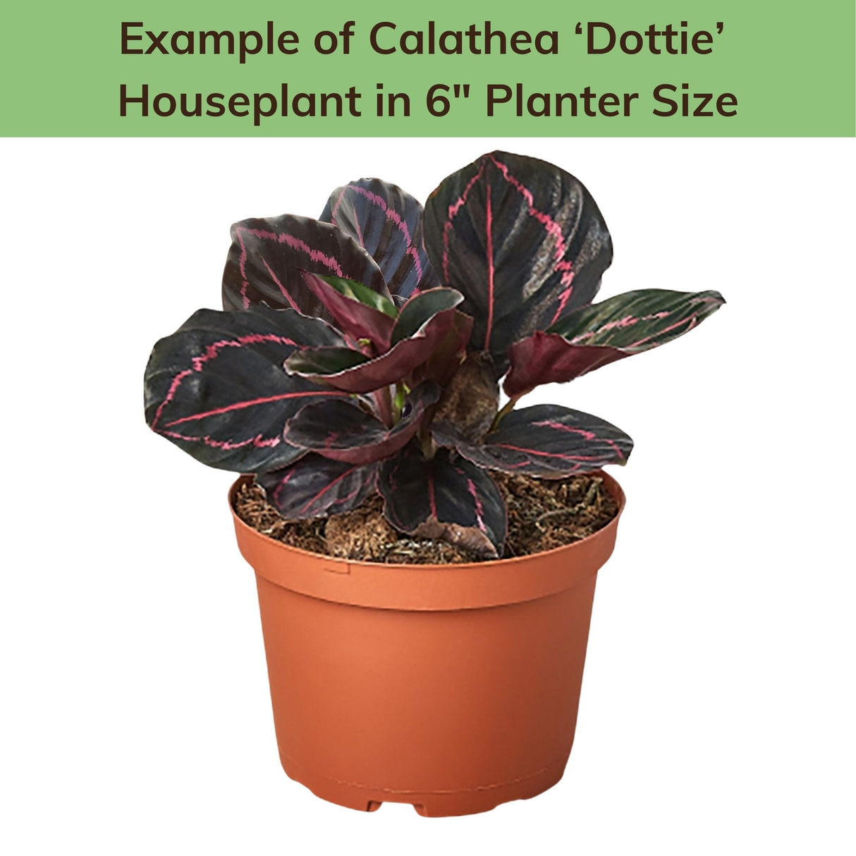 Calathea 'Dottie' houseplant in a 6-inch nursery pot with a green label indicating its size.