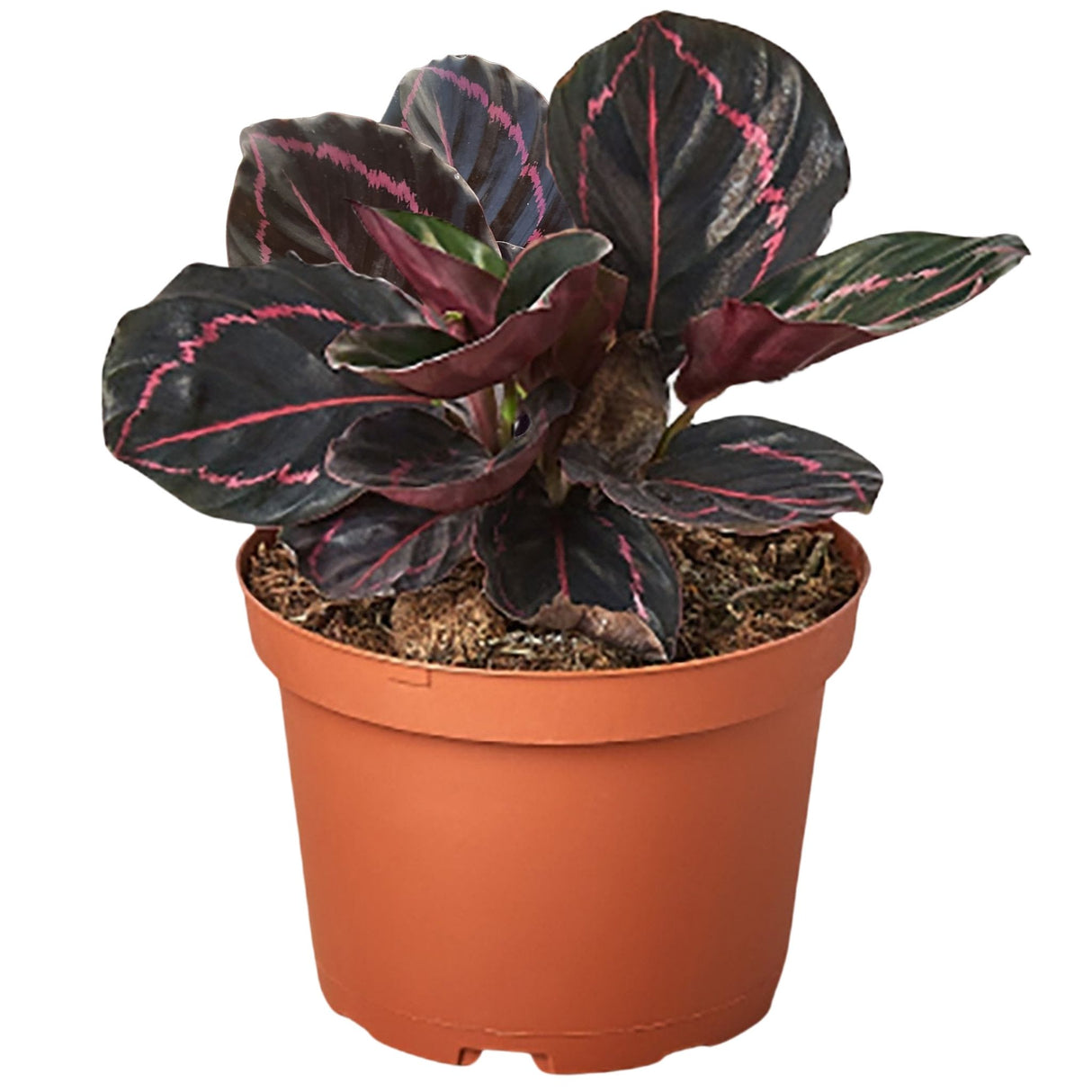 Calathea 'Dottie' houseplant in a 6 inch nursery pot against a white background.