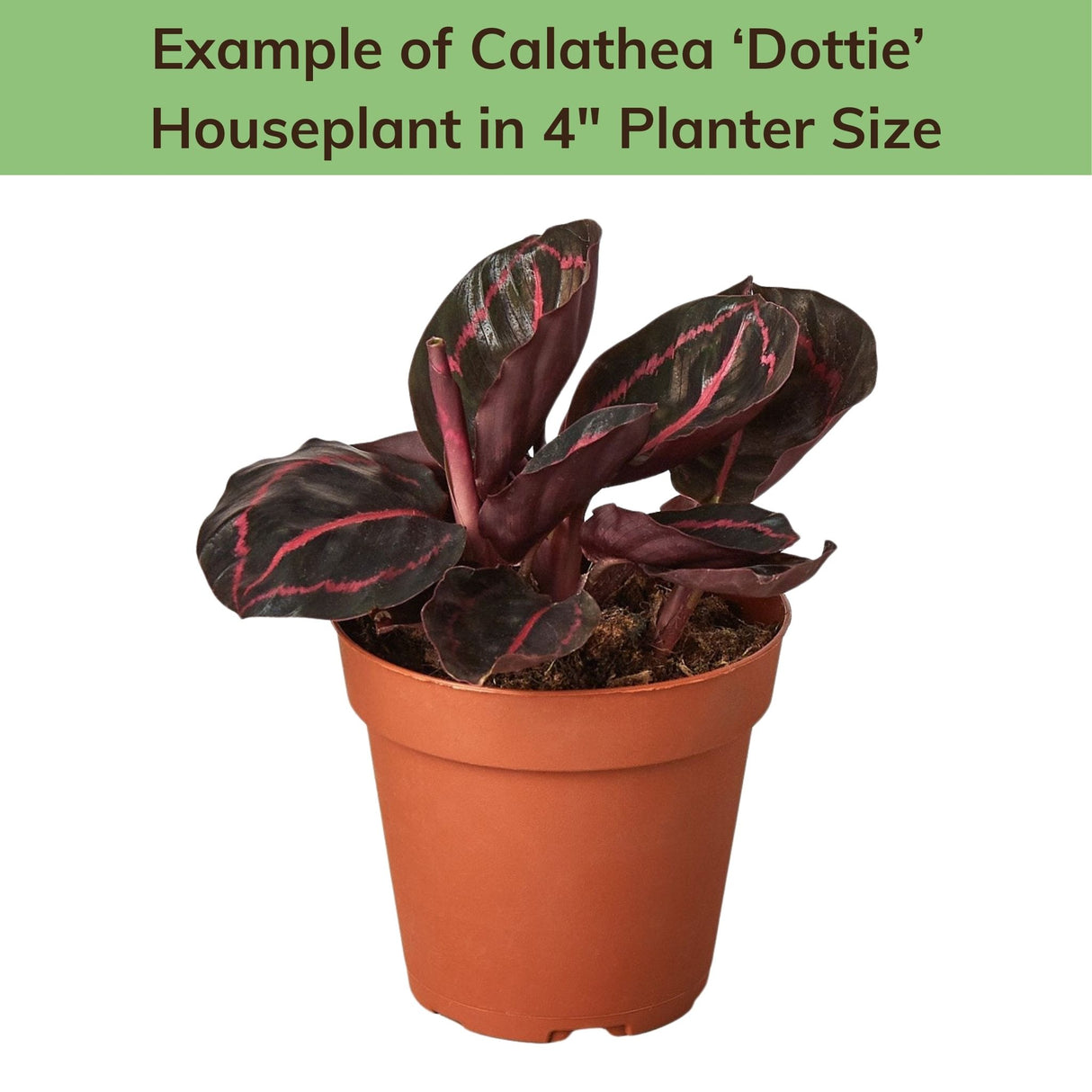 Calathea 'Dottie' houseplant in a 4-inch nursery pot with a green label indicating its size.