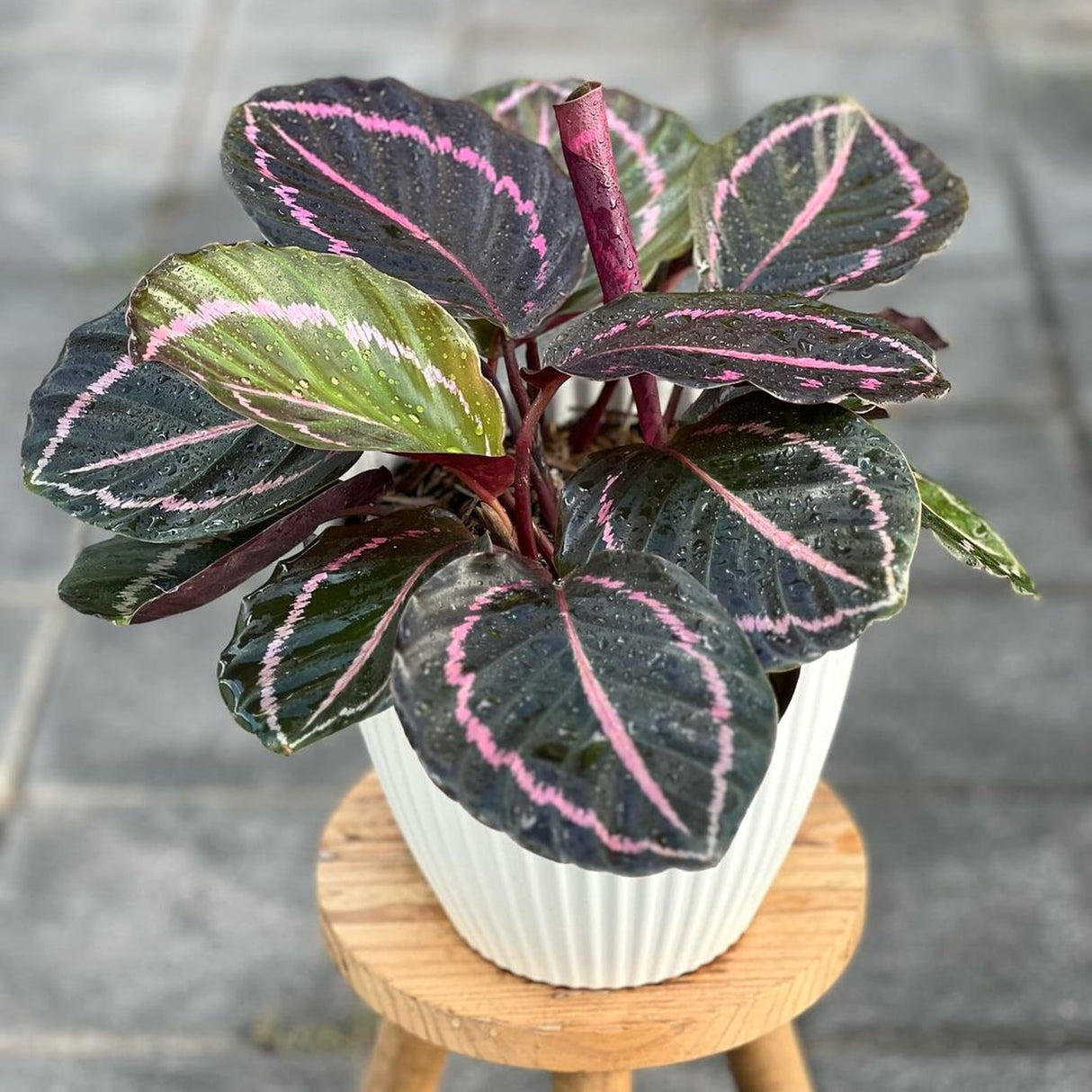 Calathea 'Dottie' houseplant in a white pot on a wooden surface, displaying pink-outlined leaves.