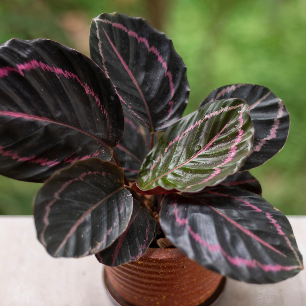 Close-up of Calathea 'Dottie' houseplant in a brown pot, showing dark green leaves with pink variegation.