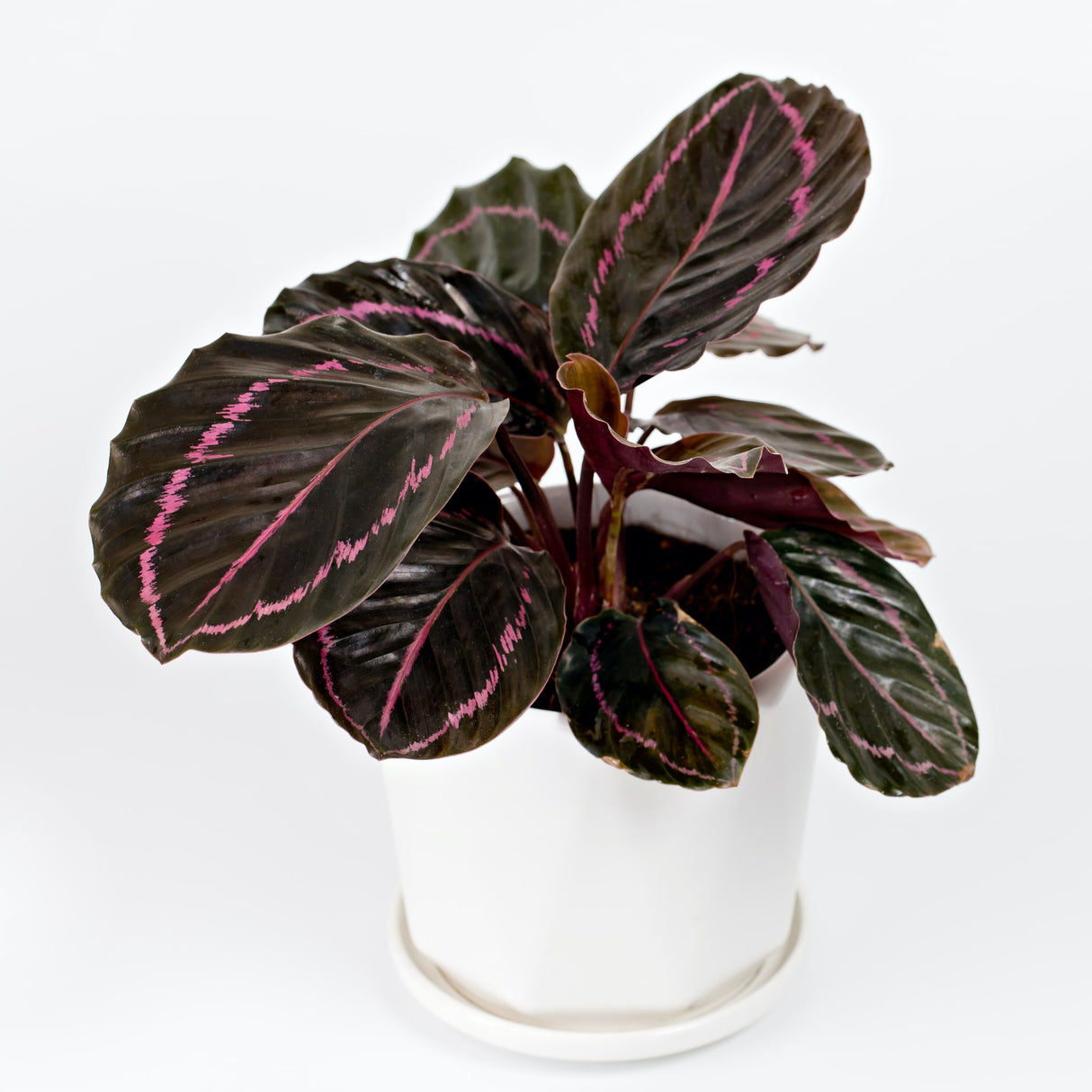 Calathea 'Dottie' houseplant in a white pot against a plain white background.