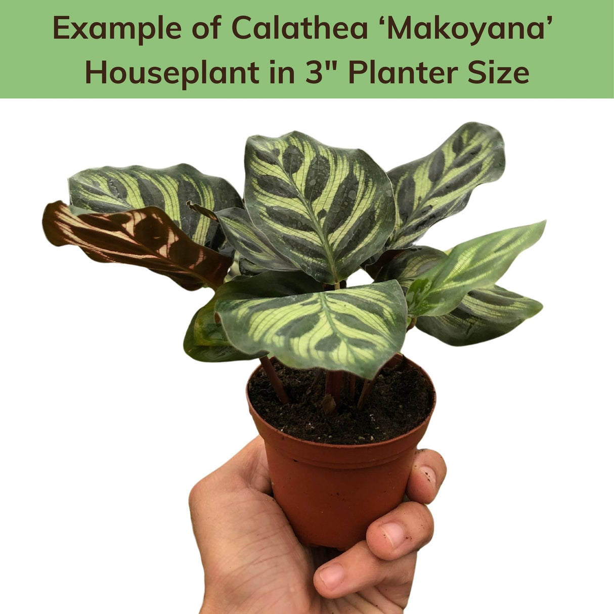Calathea 'Makoyana' Houseplant in a small nursery pot being held in someone's hand, labeled as a 3-inch planter size, with dark green patterned leaves.