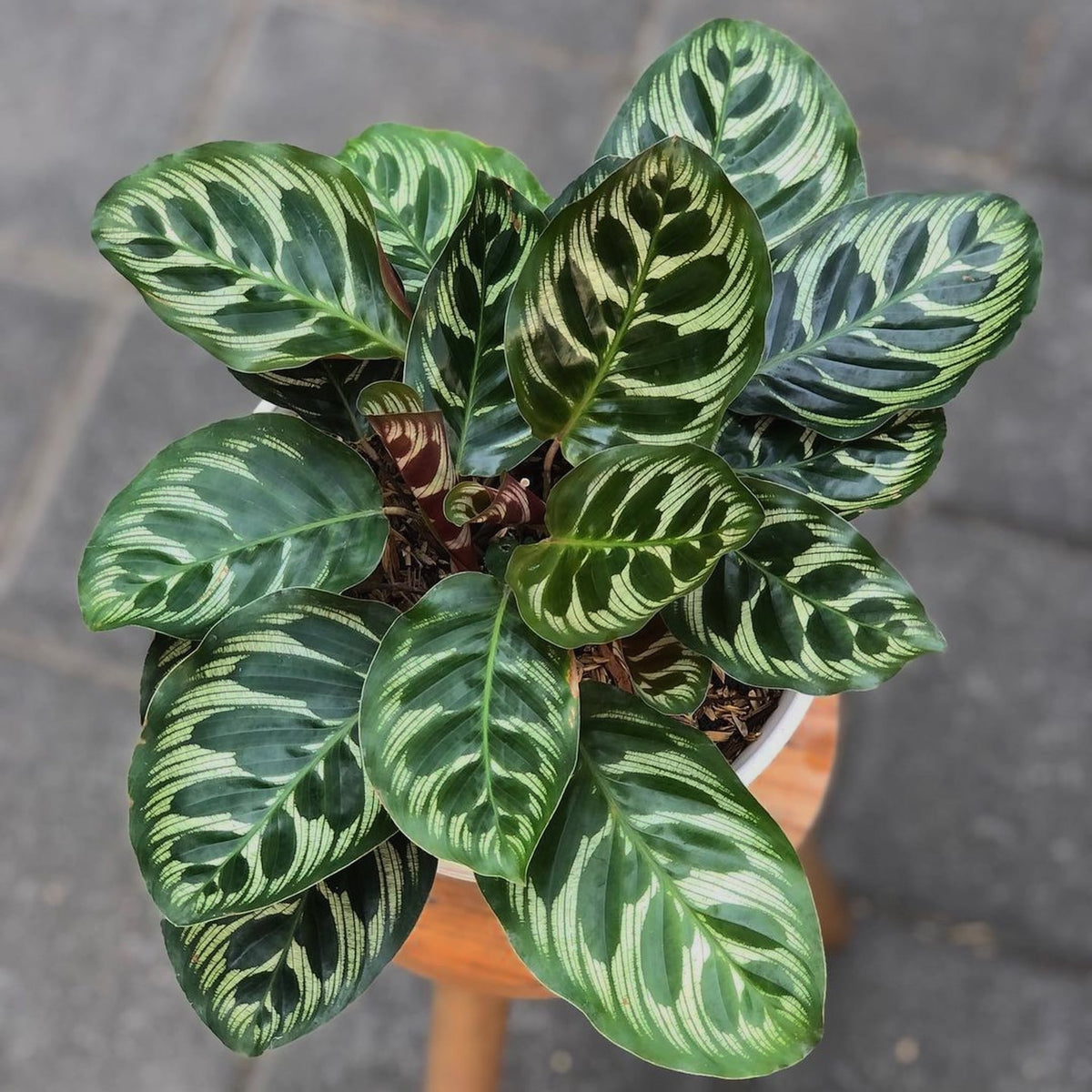 Calathea Makoyana – Peacock Plant