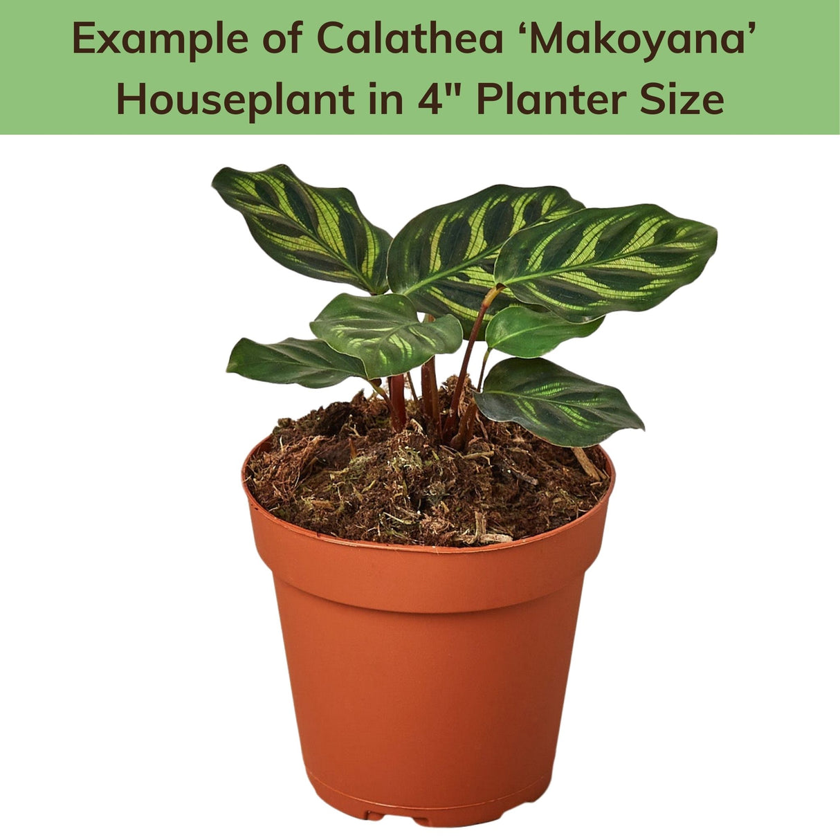 Calathea 'Makoyana' in a nursery pot, labeled as a 4-inch planter size, featuring wavy, variegated leaves.