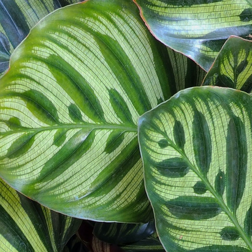 Close-up of a Calathea 'Makoyana' leaf, highlighting its striped green and cream pattern.