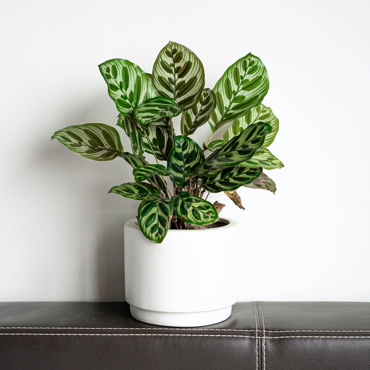 Calathea 'Makoyana' in a white ceramic pot sitting on the back of a black leather couch, displaying its lush foliage.