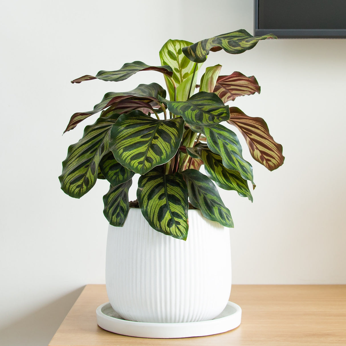 Calathea 'Makoyana' in a white planter on a wooden table, with vibrant green and maroon leaves.