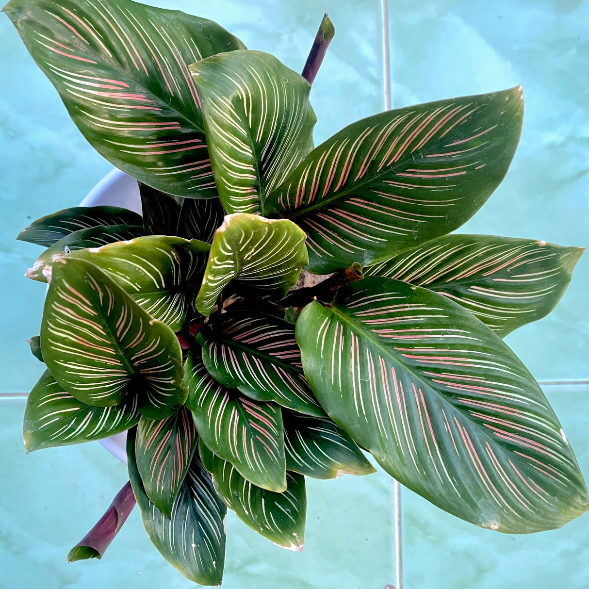 Top view of Calathea Ornata, showing dense foliage with dark green leaves and pink-striped patterns.