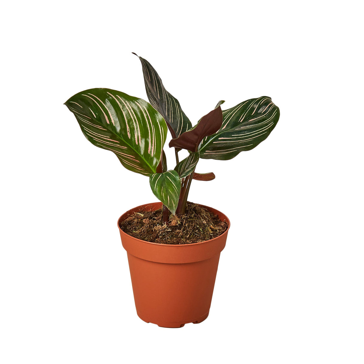 Calathea Ornata houseplant in 4 inch nursery planter on white background.