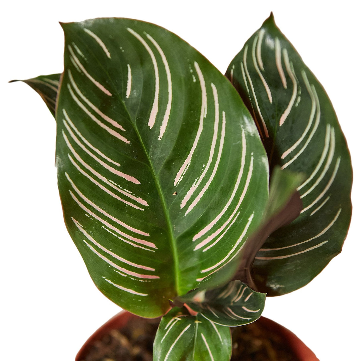 Calathea Ornata Foliage on white background showing its beautiful pink pinstripes along the green leaves.