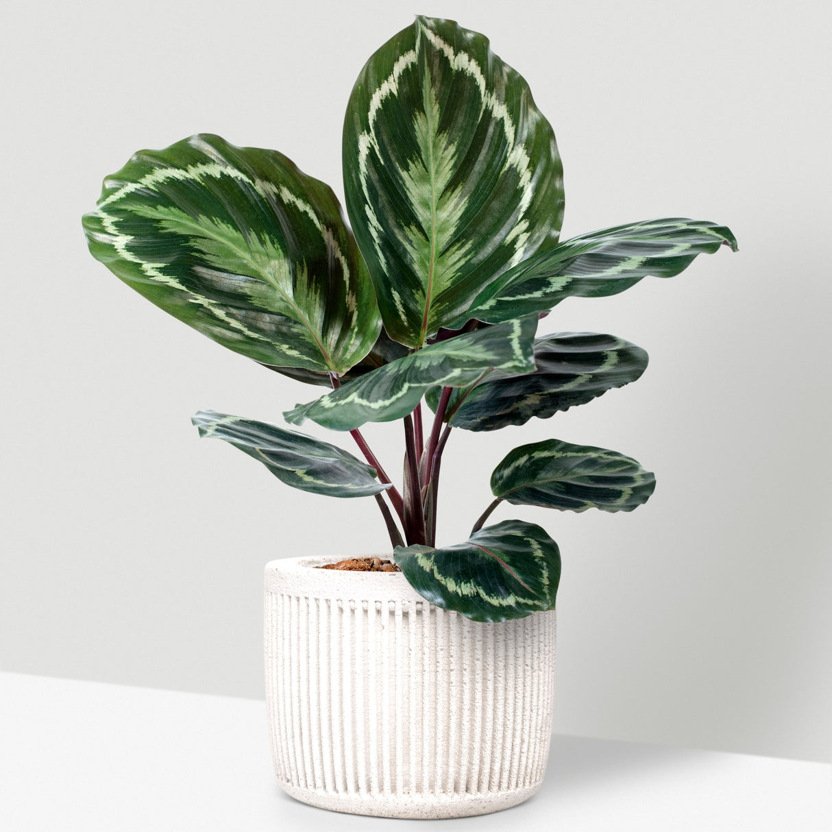 Calathea 'Medallion' in a white ribbed ceramic pot, showcasing green leaves with light and dark variegation.