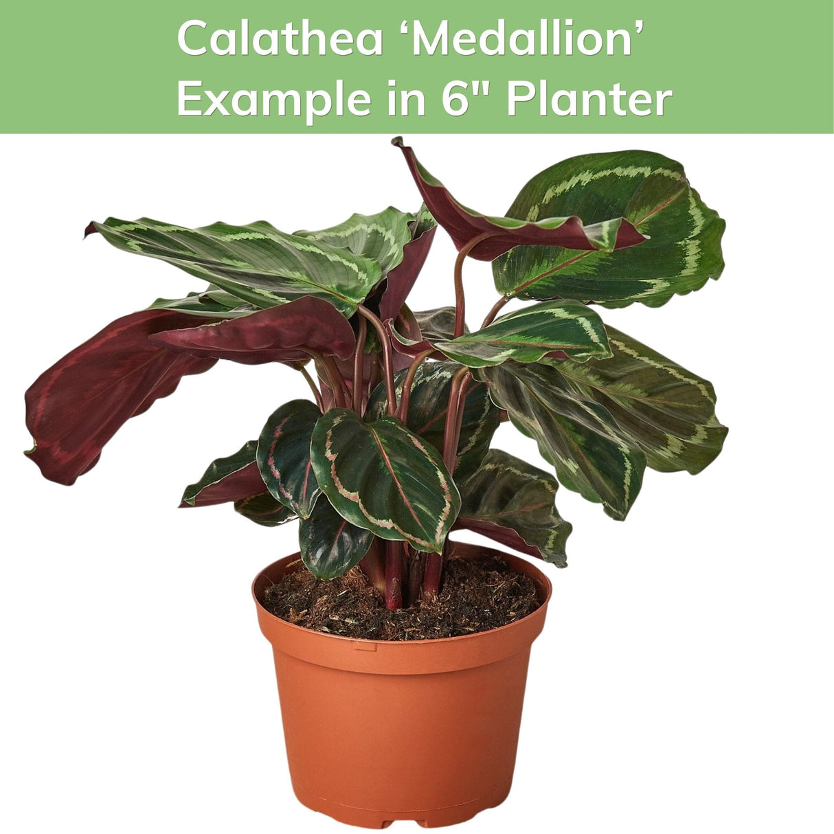 Calathea 'Medallion' with a banner informing this plant is in a 6-inch plastic nursery pot, showing both green and deep purple foliage.