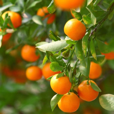 Clusters of ripe California Honey Mandarins hanging from lush, green branches. The vibrant orange fruits are small to medium-sized, with smooth skins, creating a striking contrast against the deep green foliage.