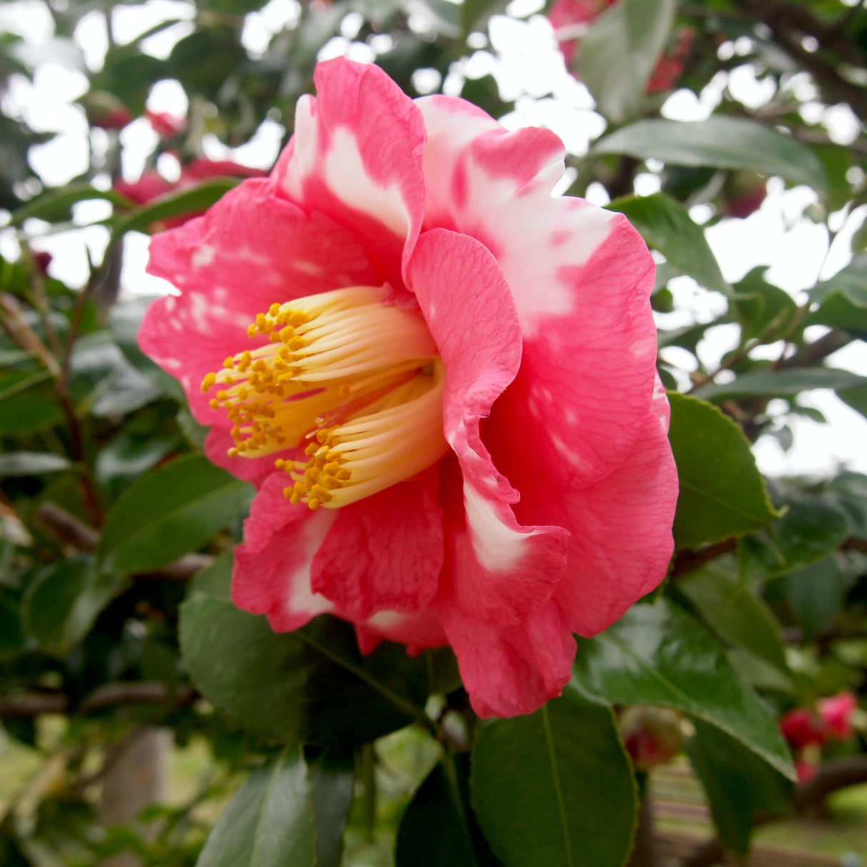 Close-up of a single RL Wheeler camellia flower with deep pink petals and a large yellow center.