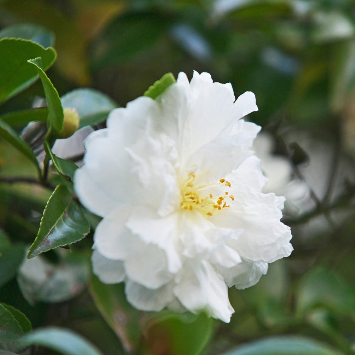 Close up of the white bloom of the Camellia sasanqua Autumn Rocket flowering shrub.