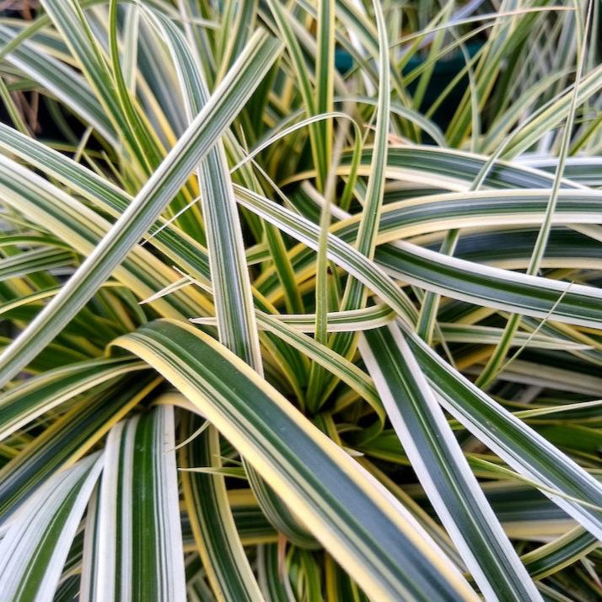 Close-up of Carex 'Feather Falls' foliage with long, arching green leaves edged in creamy white.