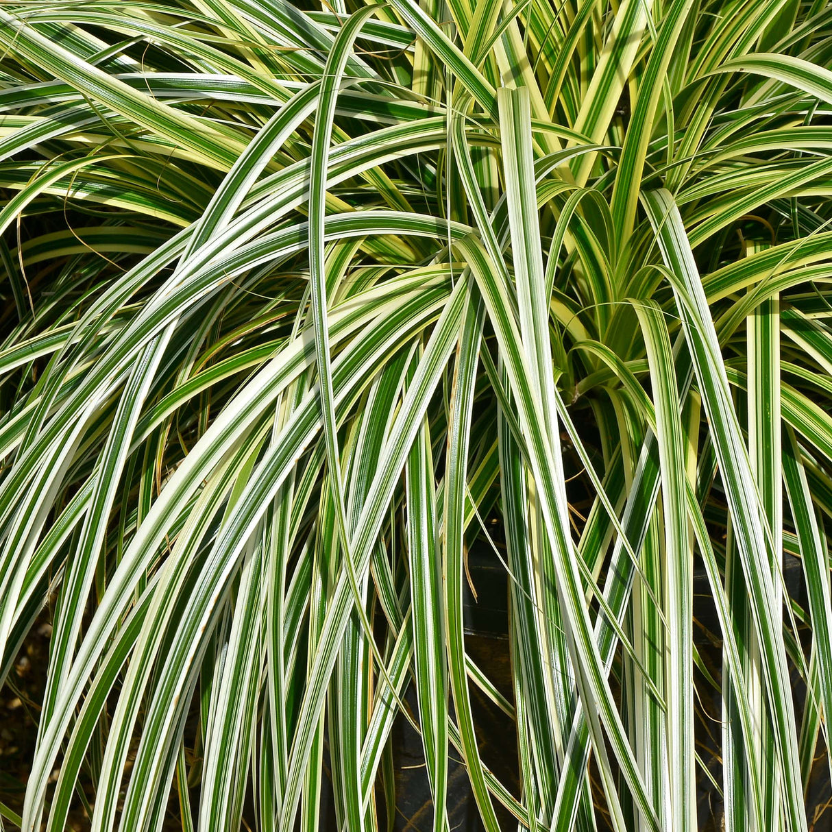 Close-up of Carex 'Feather Falls' with long, arching green leaves edged in creamy white.