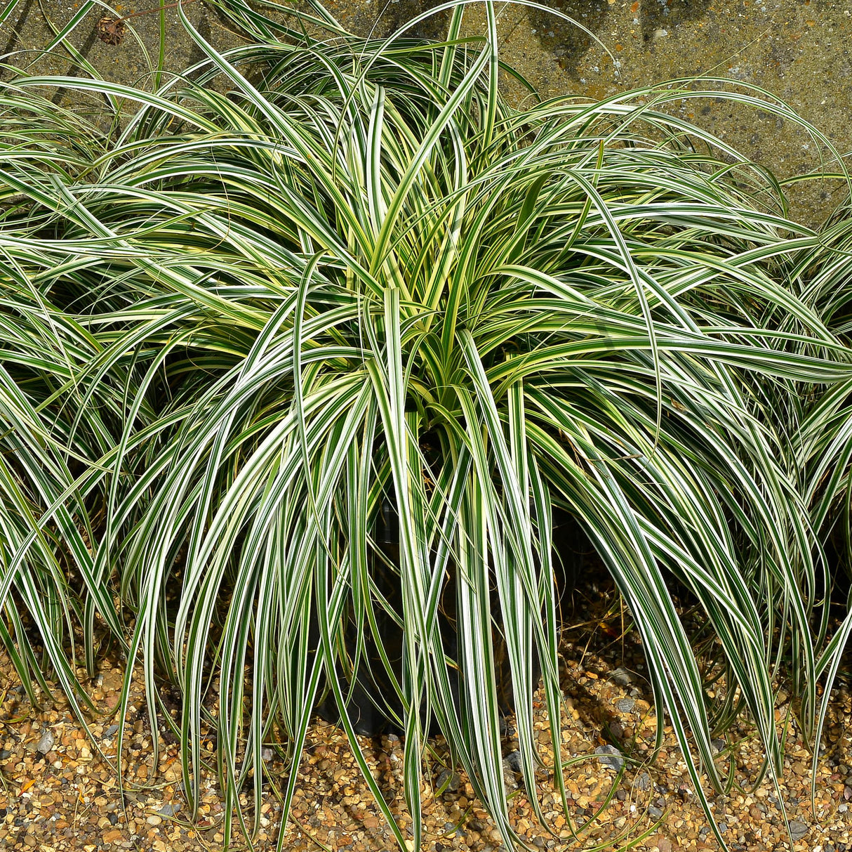 Full view of Carex 'Feather Falls' in a pot, with variegated foliage cascading over gravel.