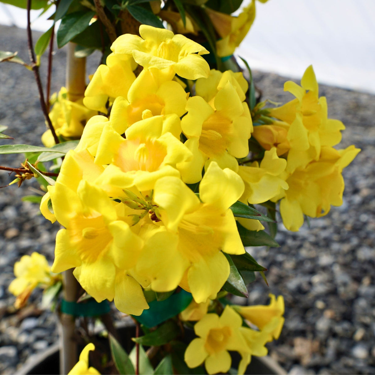 Carolina Jasmine Vine