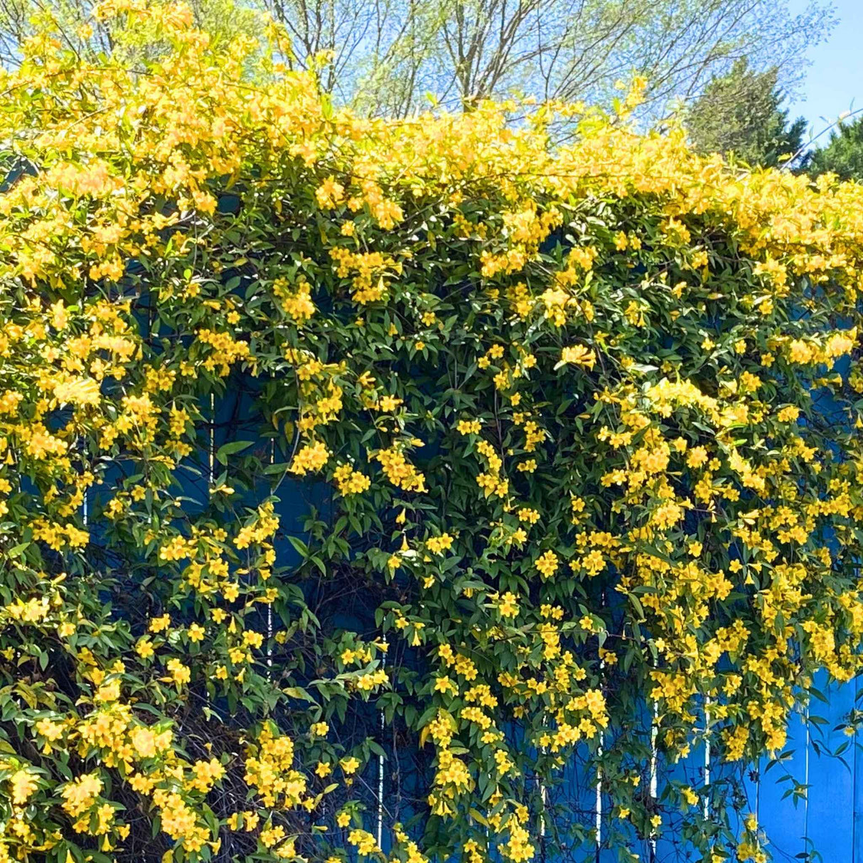 Carolina Jasmine vine growing along blue fence