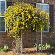 Yellow Carolina Jasmine (jessamine) Vine in full bloom growing on trellis in front of a brick home.
