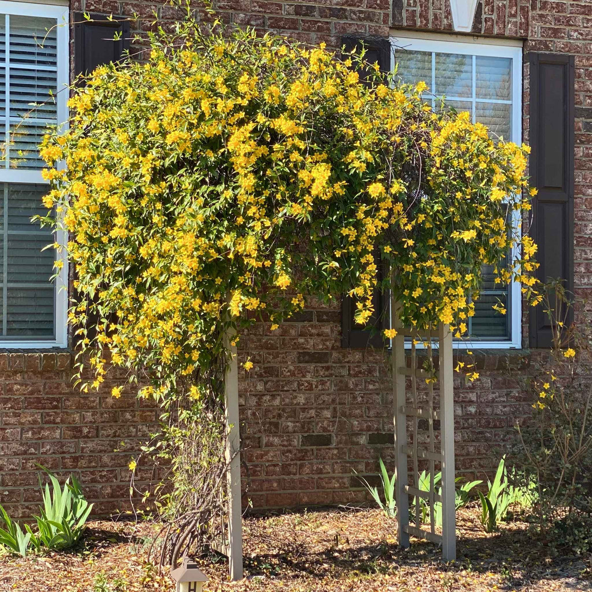 Yellow Carolina Jasmine (jessamine) Vine in full bloom growing on trellis in front of a brick home.