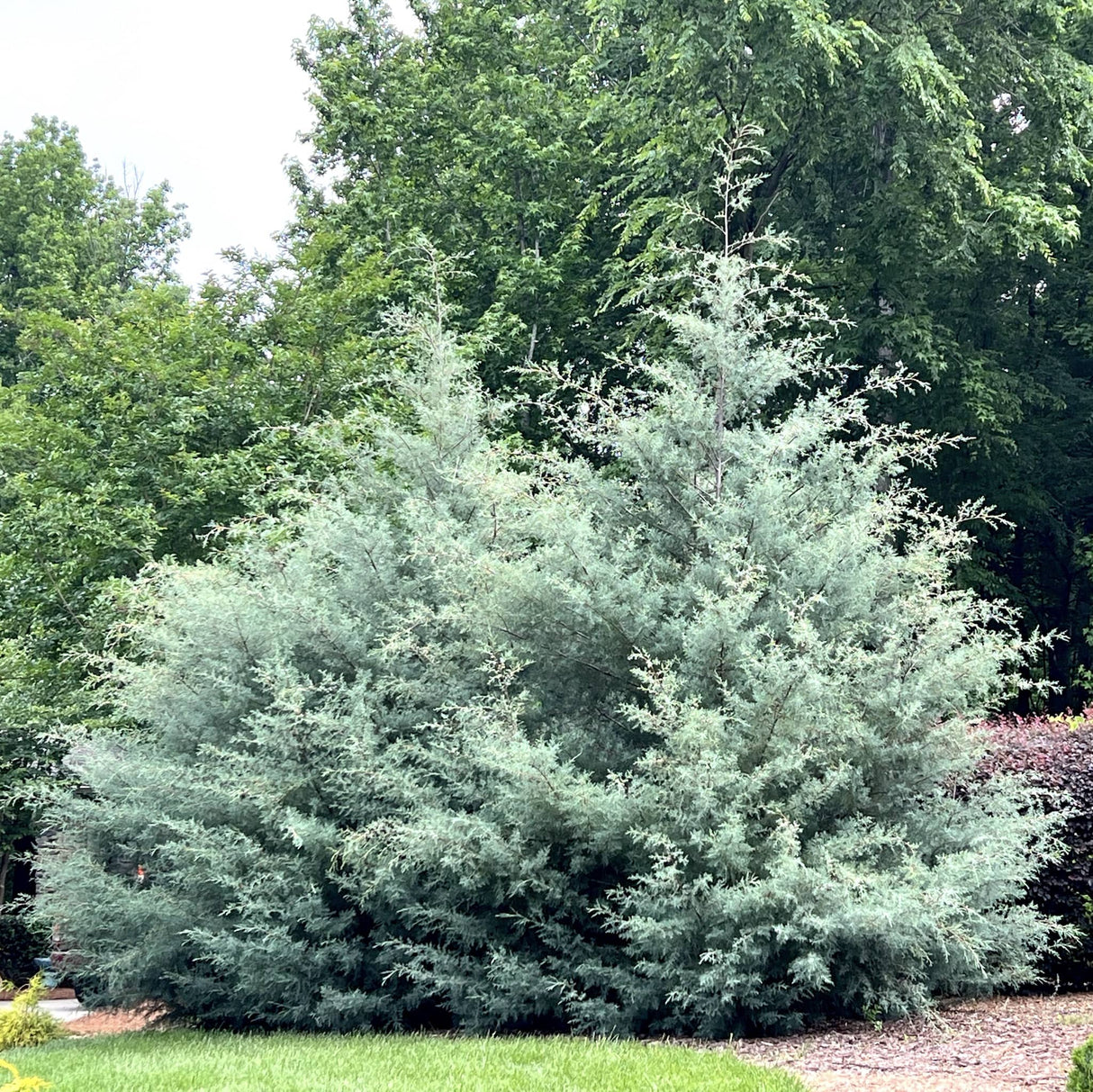 Arizona Cypress - Carolina Sapphire