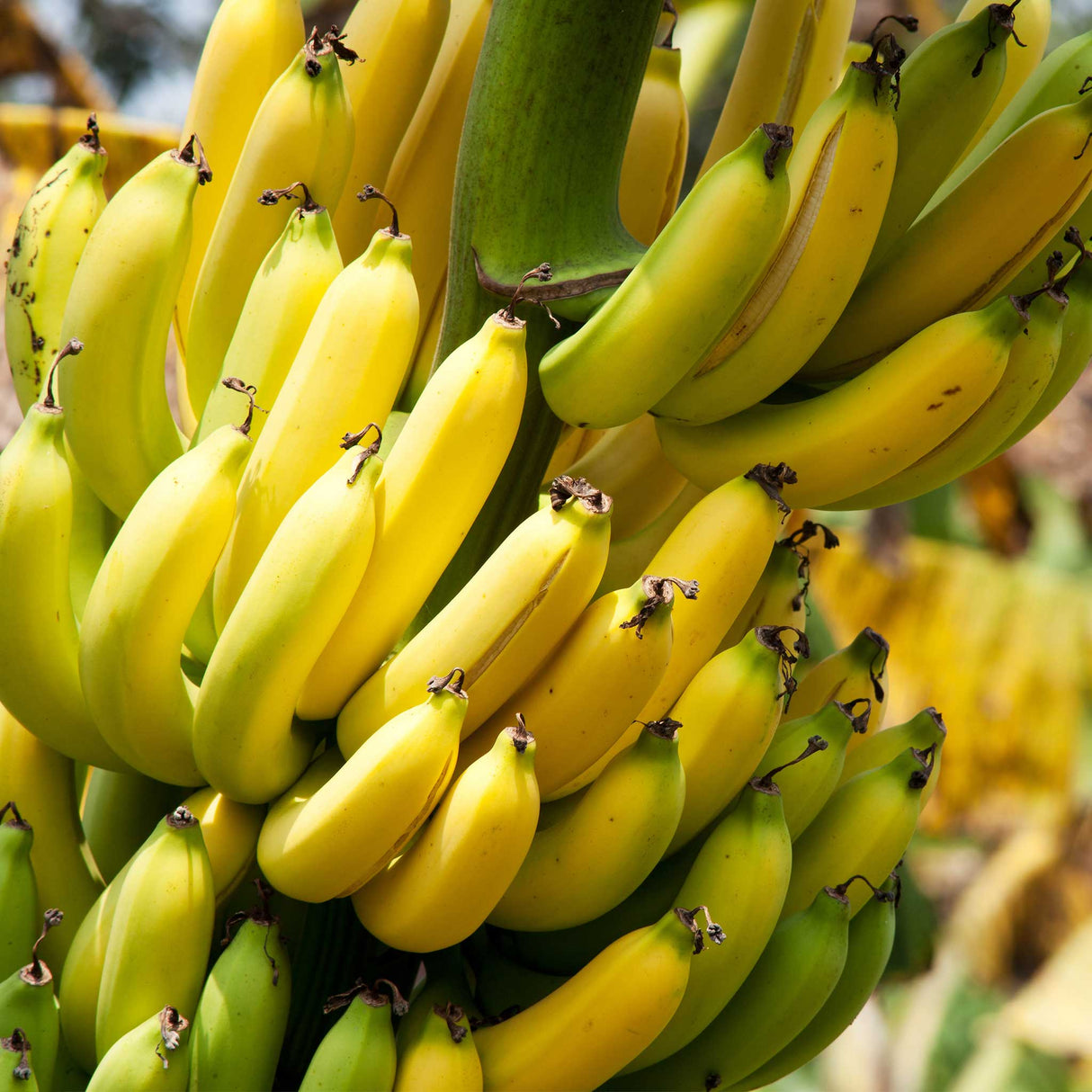 A close-up of ripe yellow bananas growing in a dense cluster on a Dwarf Cavendish banana plant. The bananas are compact and hang closely together, with a mix of green and fully ripened yellow fruit visible. The thick green stem supports the cluster, and the image captures the vibrant color and healthy appearance of the bananas, highlighting the productivity of the Dwarf Cavendish variety in a natural setting.