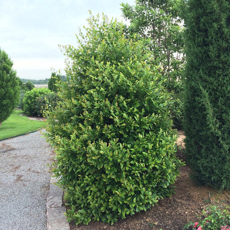 Centre Court Cherry Laurel shrub in a mulch bed.