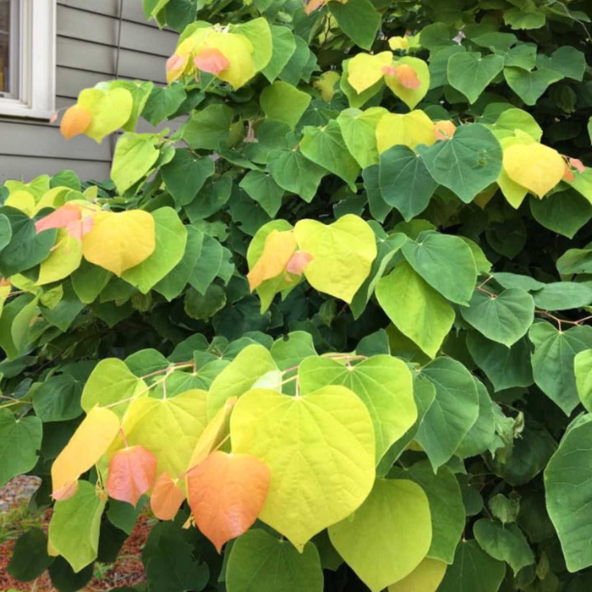 Full view of The Rising Sun Redbud tree with vibrant yellow, green, and orange leaves near a home with grey siding.