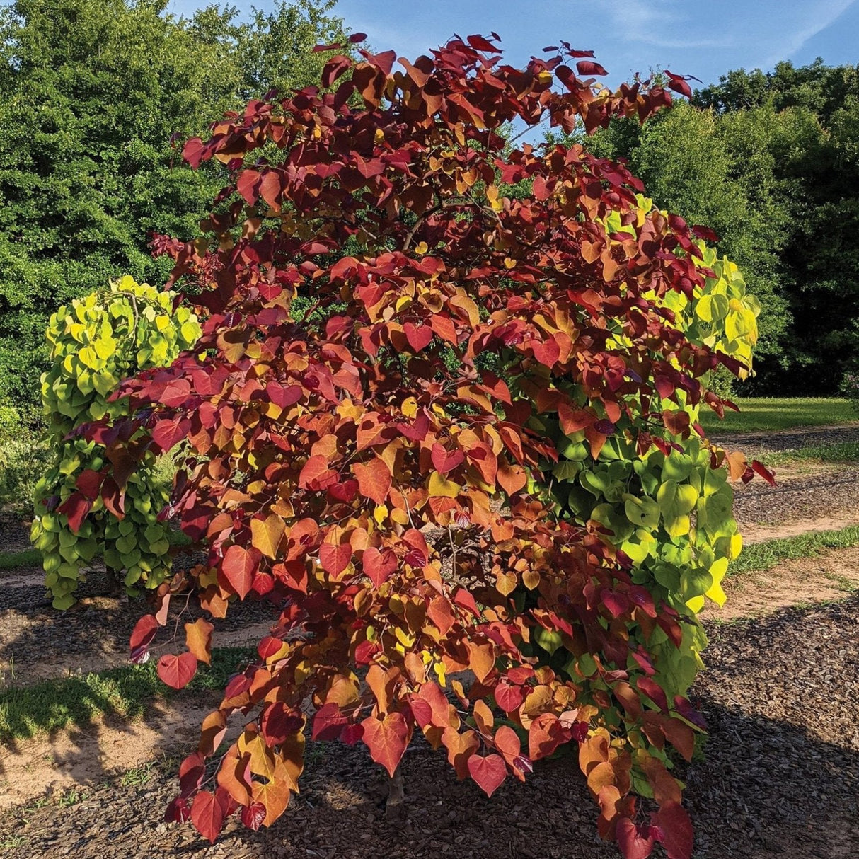 Single Redbud tree with dense, deep red and green foliage in a mulched landscape area.