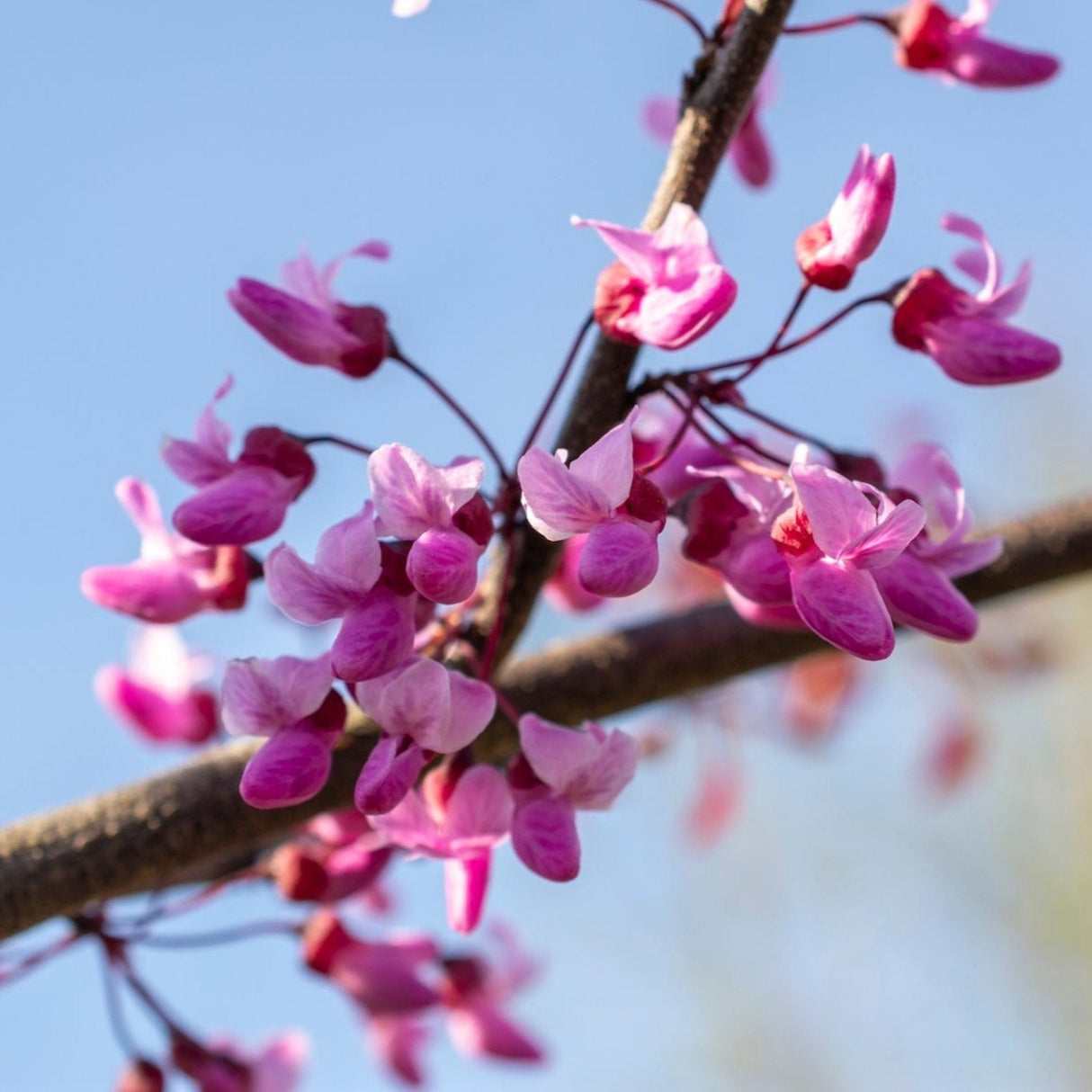 Close-up of bright pink-purple Redbud flowers blooming on a bare branch.