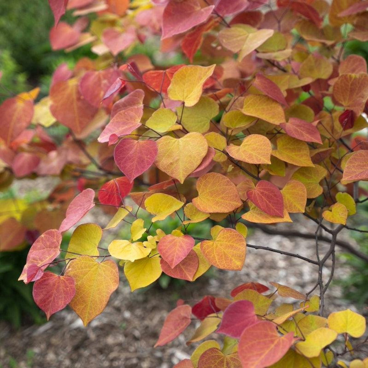 Close-up of heart-shaped leaves in shades of red, orange, and yellow on a Redbud branch.