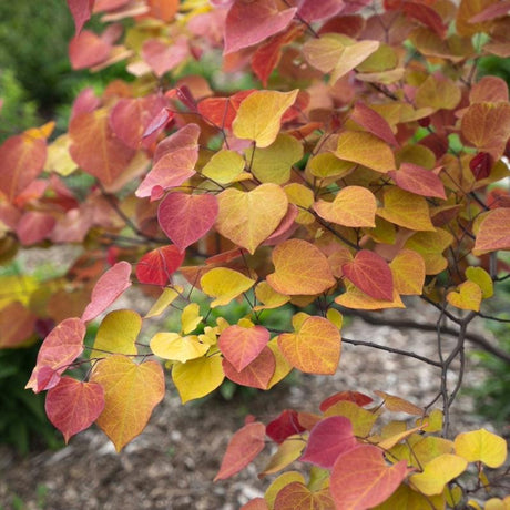Close-up of heart-shaped leaves in shades of red, orange, and yellow on a Redbud branch.